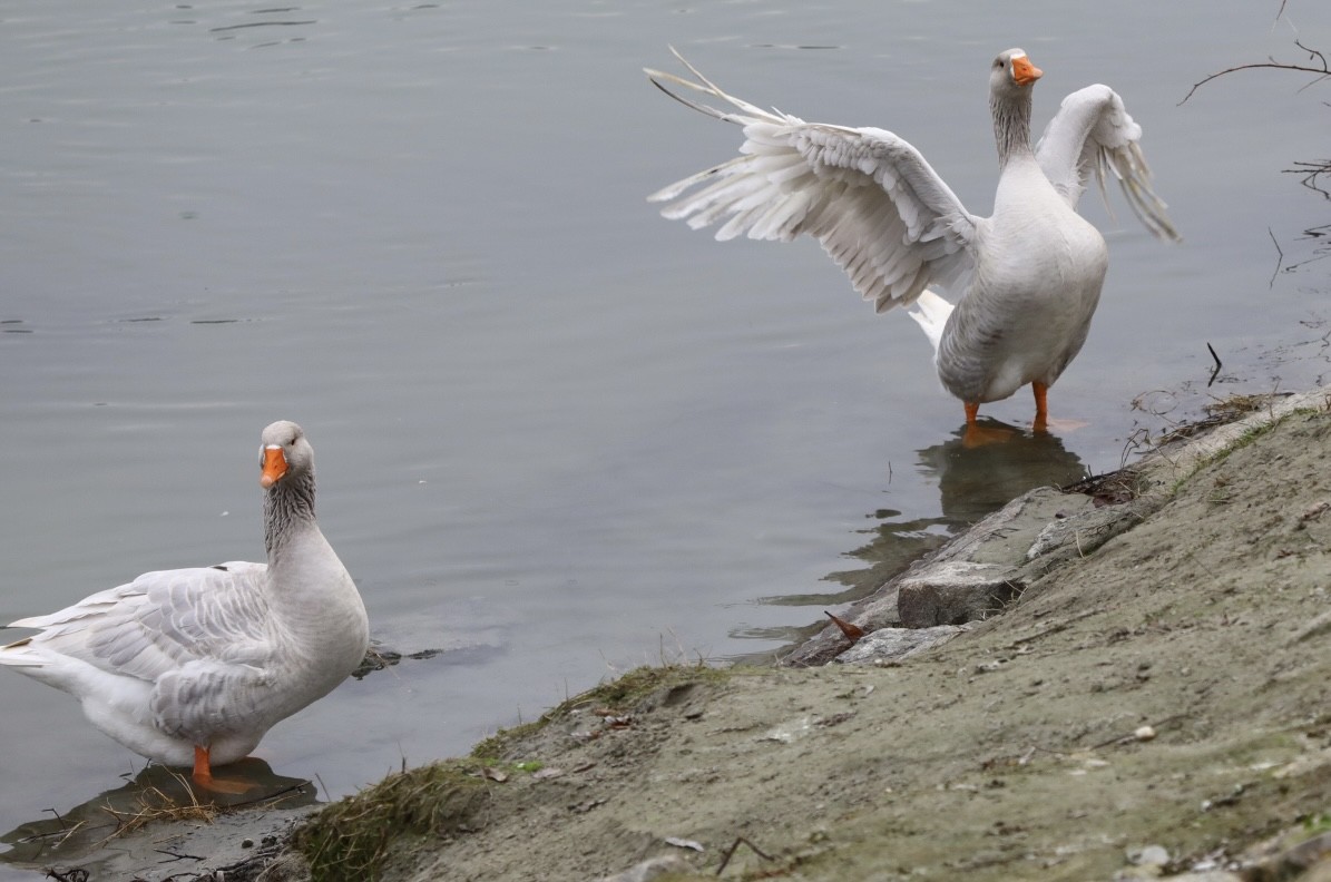 ハイイロガン（家畜） - ML646693401