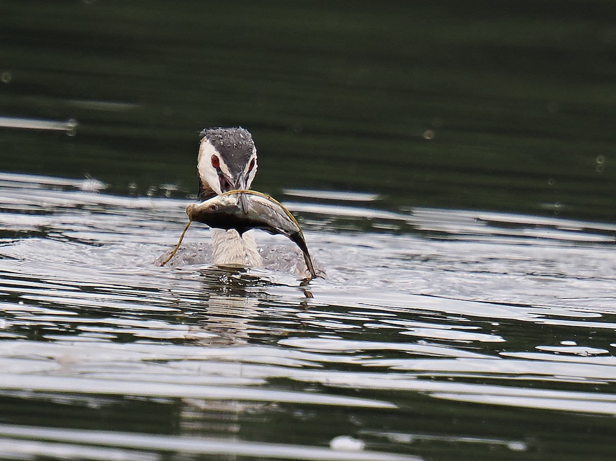 Great Crested Grebe - ML646693403