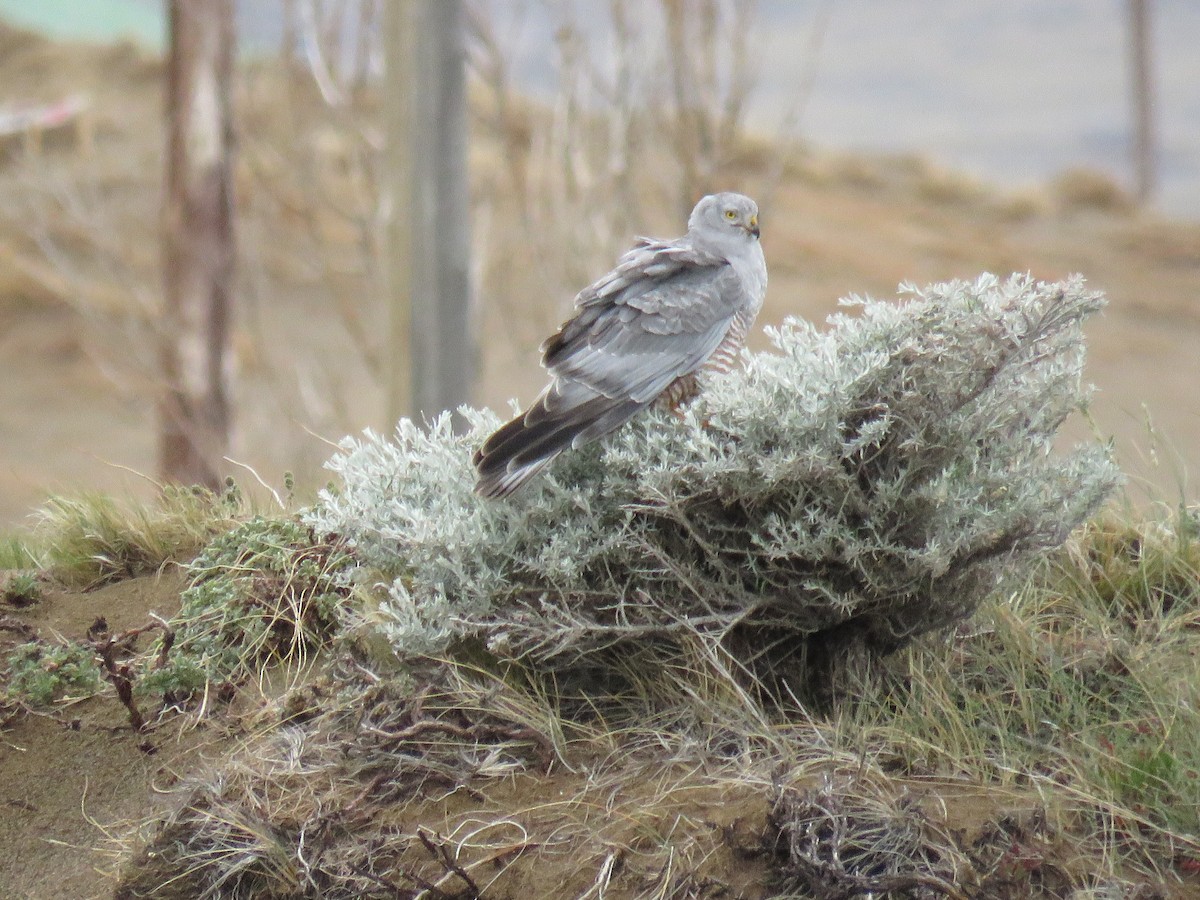 Busard bariolé - ML646693404