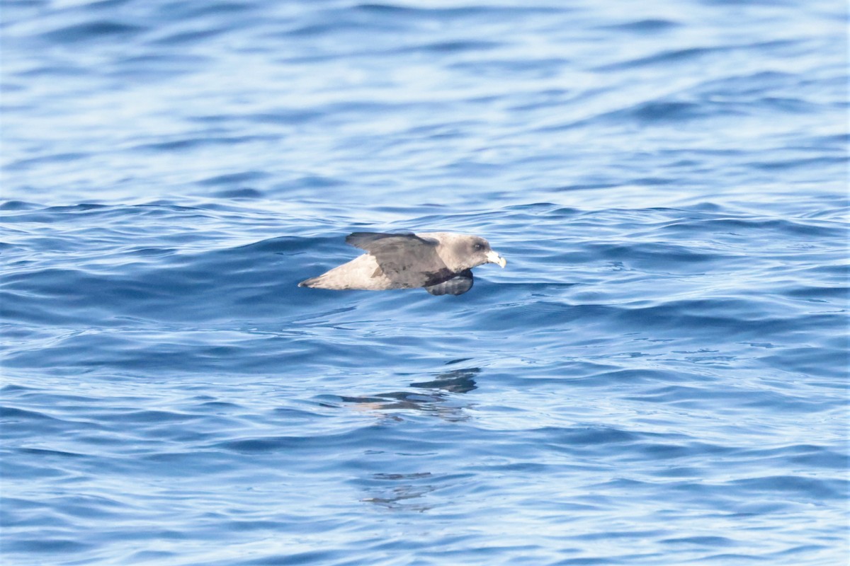 Fulmar boréal - ML646693405