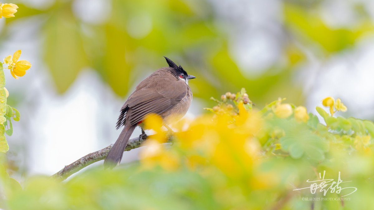 Bulbul orphée - ML646693406
