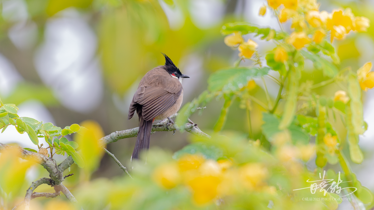 Bulbul orphée - ML646693407