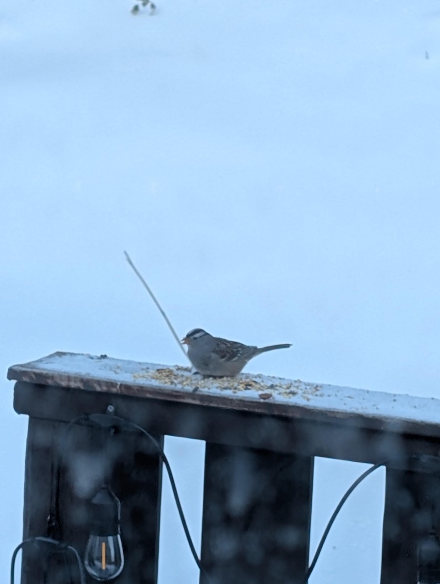 White-crowned Sparrow - ML646693408