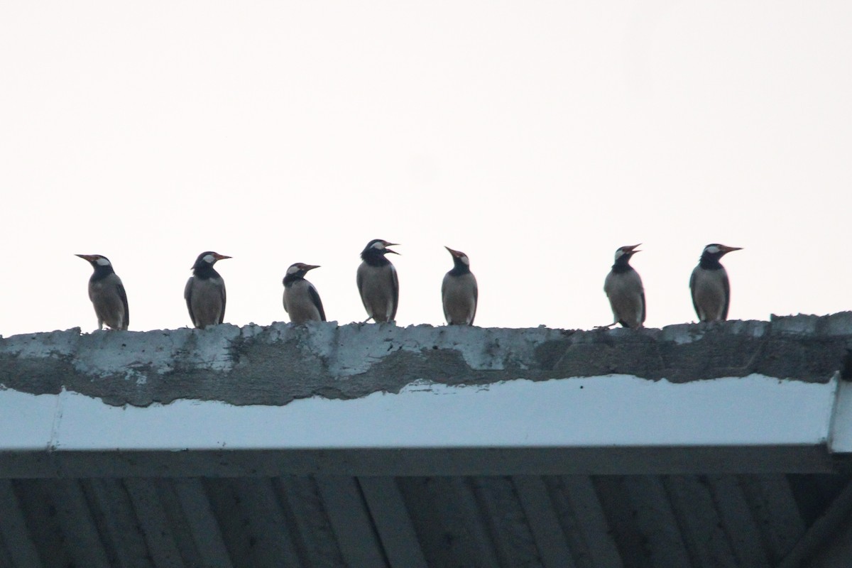 Étourneau pie - ML646693409