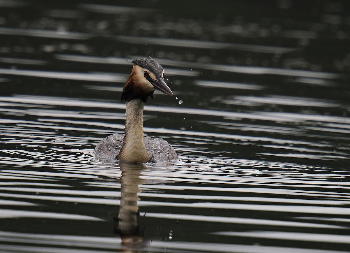 Grèbe huppé - ML646693411