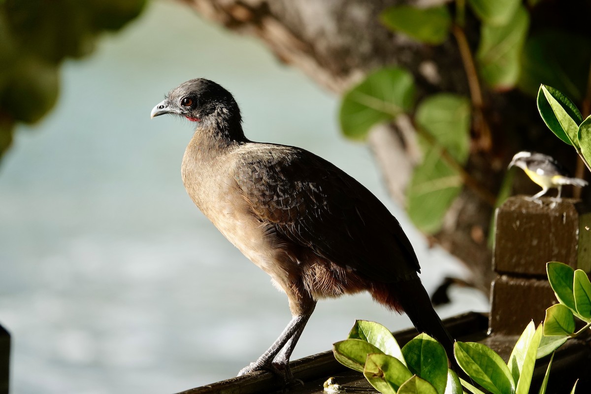 Ortalide à ventre roux - ML646693412