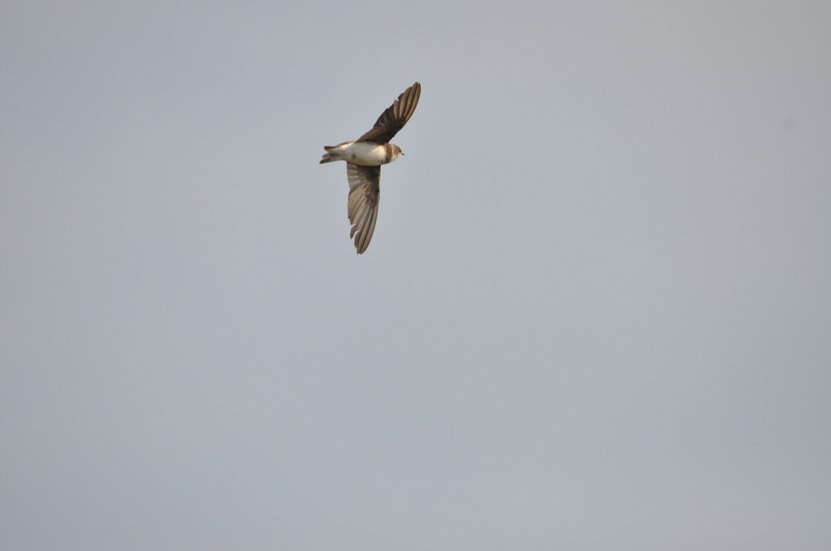 Hirondelle fluviatile - ML646693413