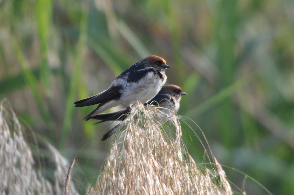 Hirondelle fluviatile - ML646693414