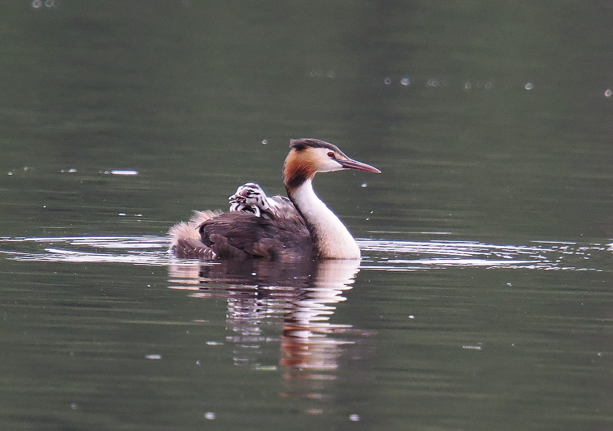 Grèbe huppé - ML646693415