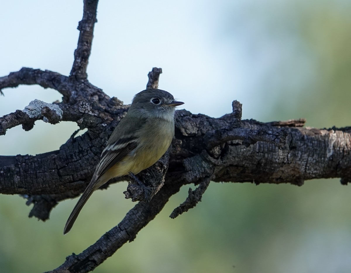 Moucherolle tchébec - ML646693416