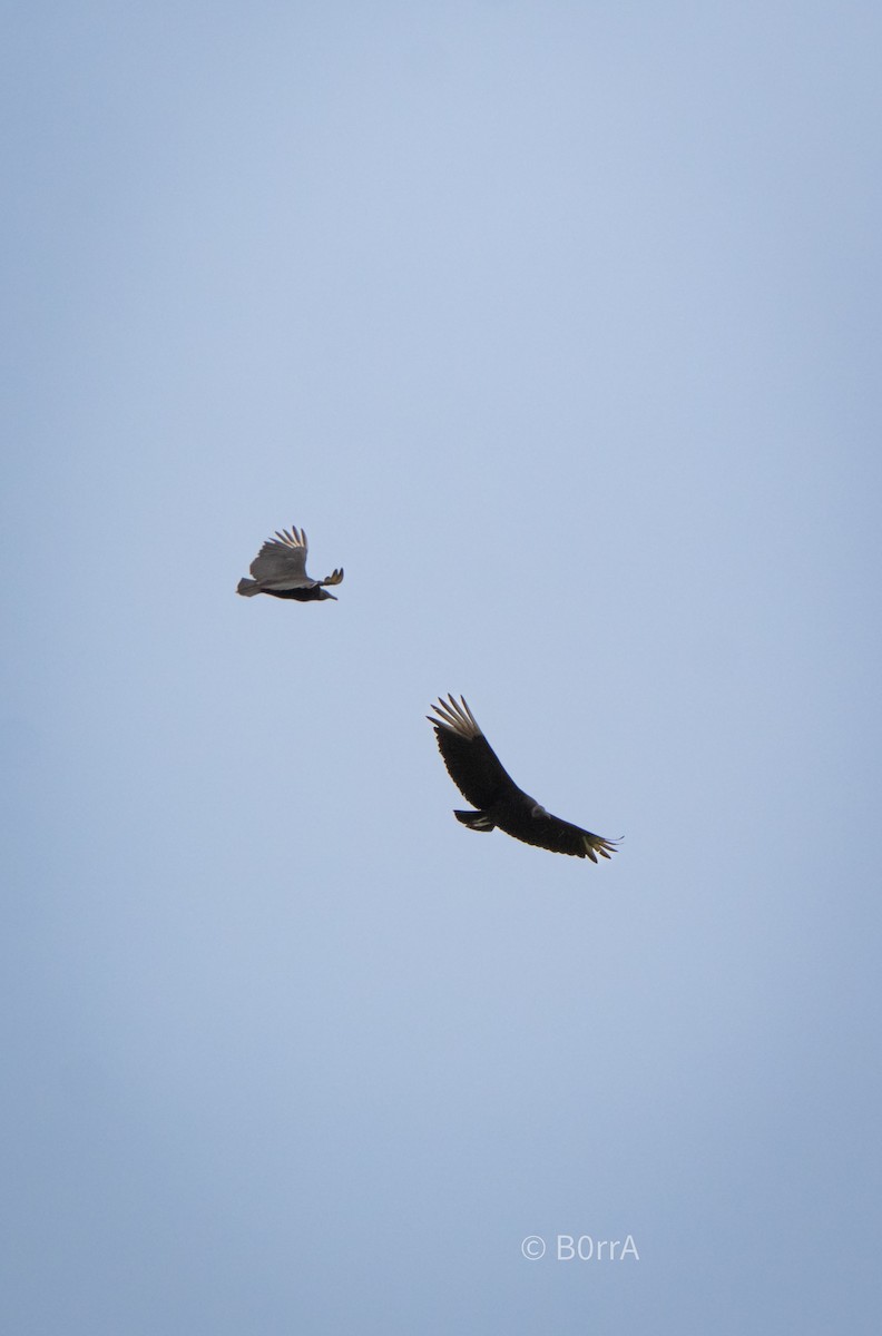 Rabengeier - ML646693418