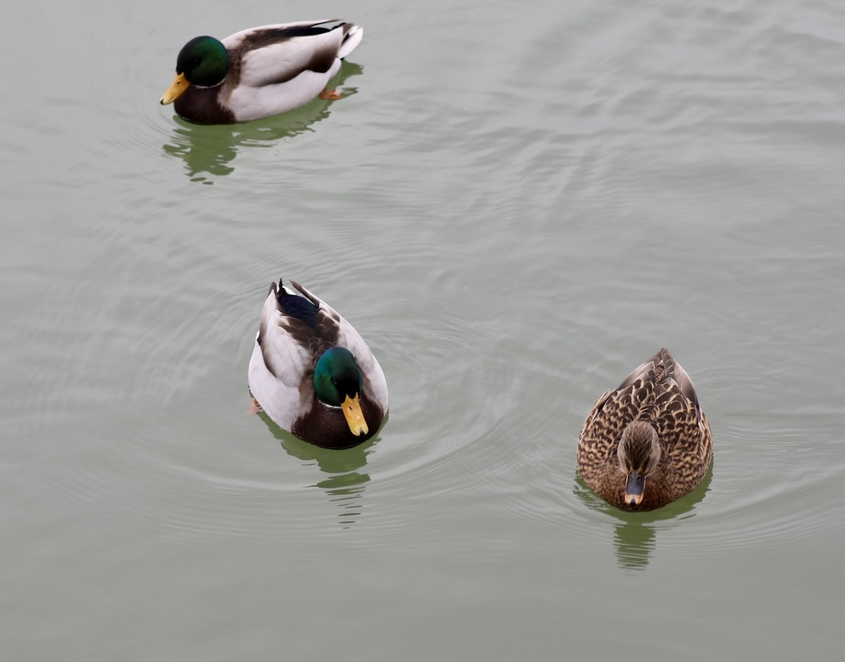 ברכיה - ML646693421