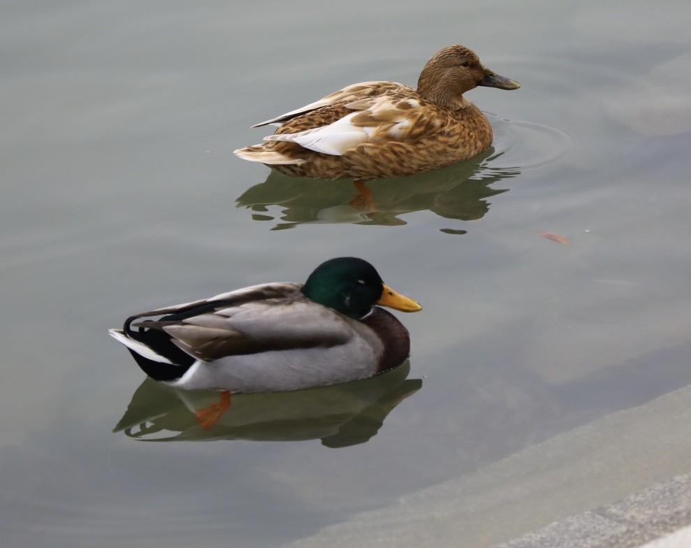 ברכיה - ML646693422