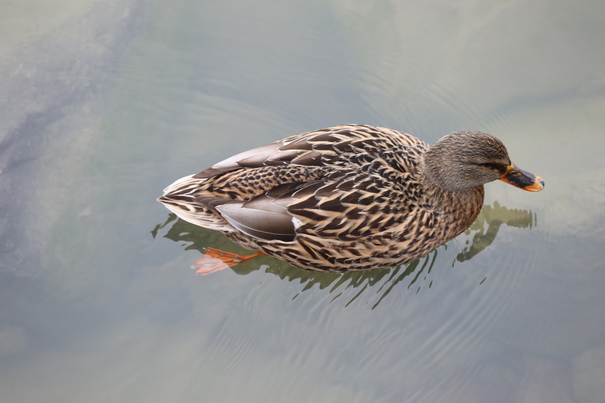 ברכיה - ML646693423