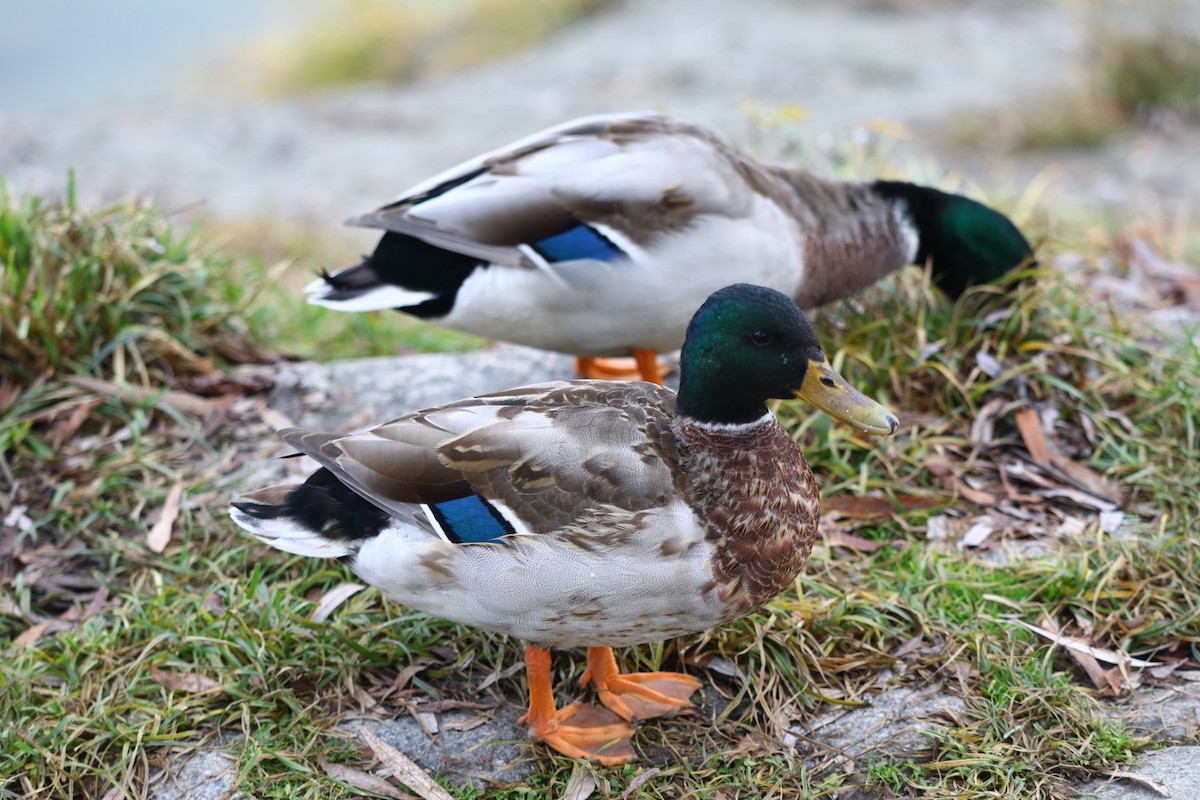 ברכיה - ML646693424