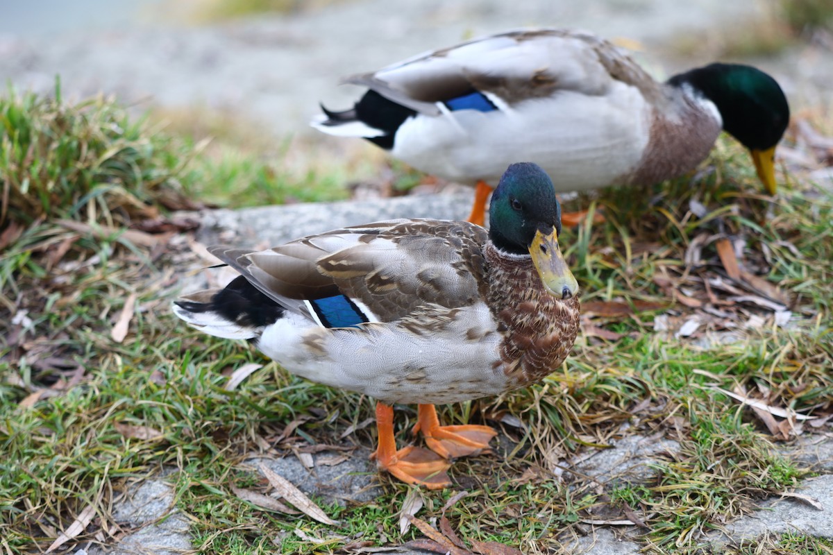 ברכיה - ML646693425