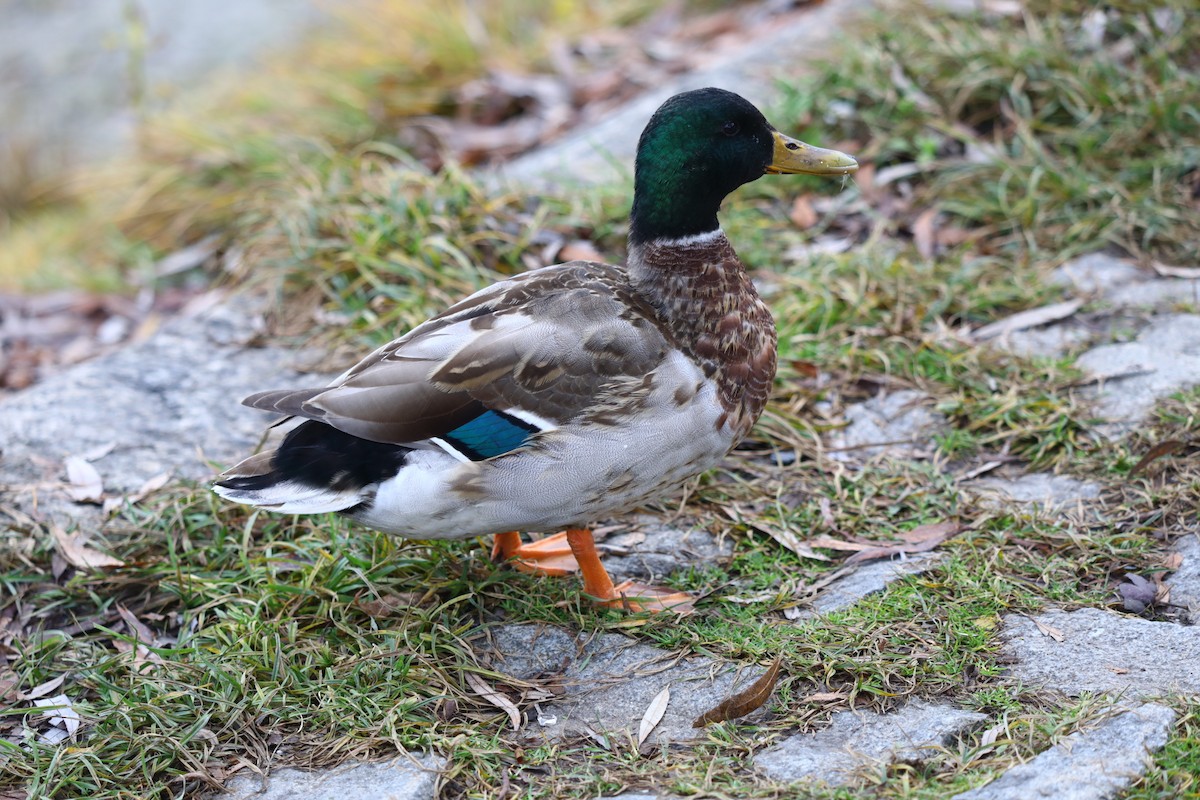 ברכיה - ML646693426