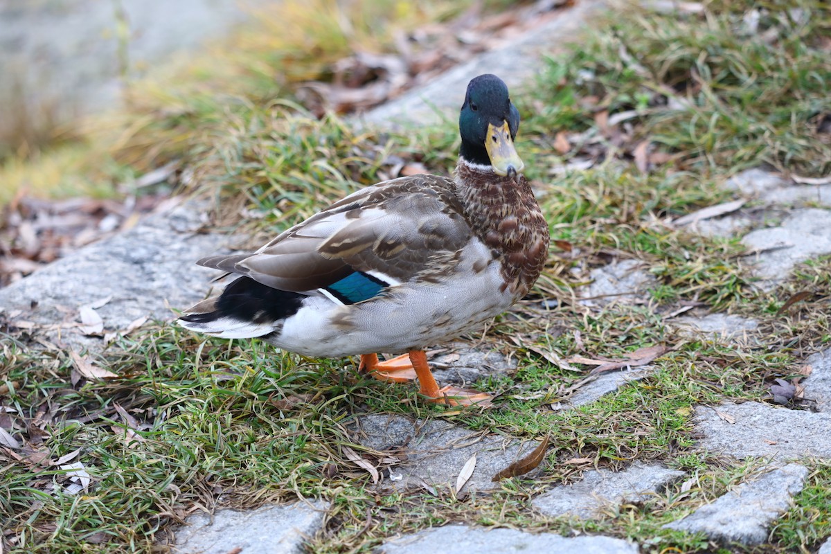 ברכיה - ML646693427