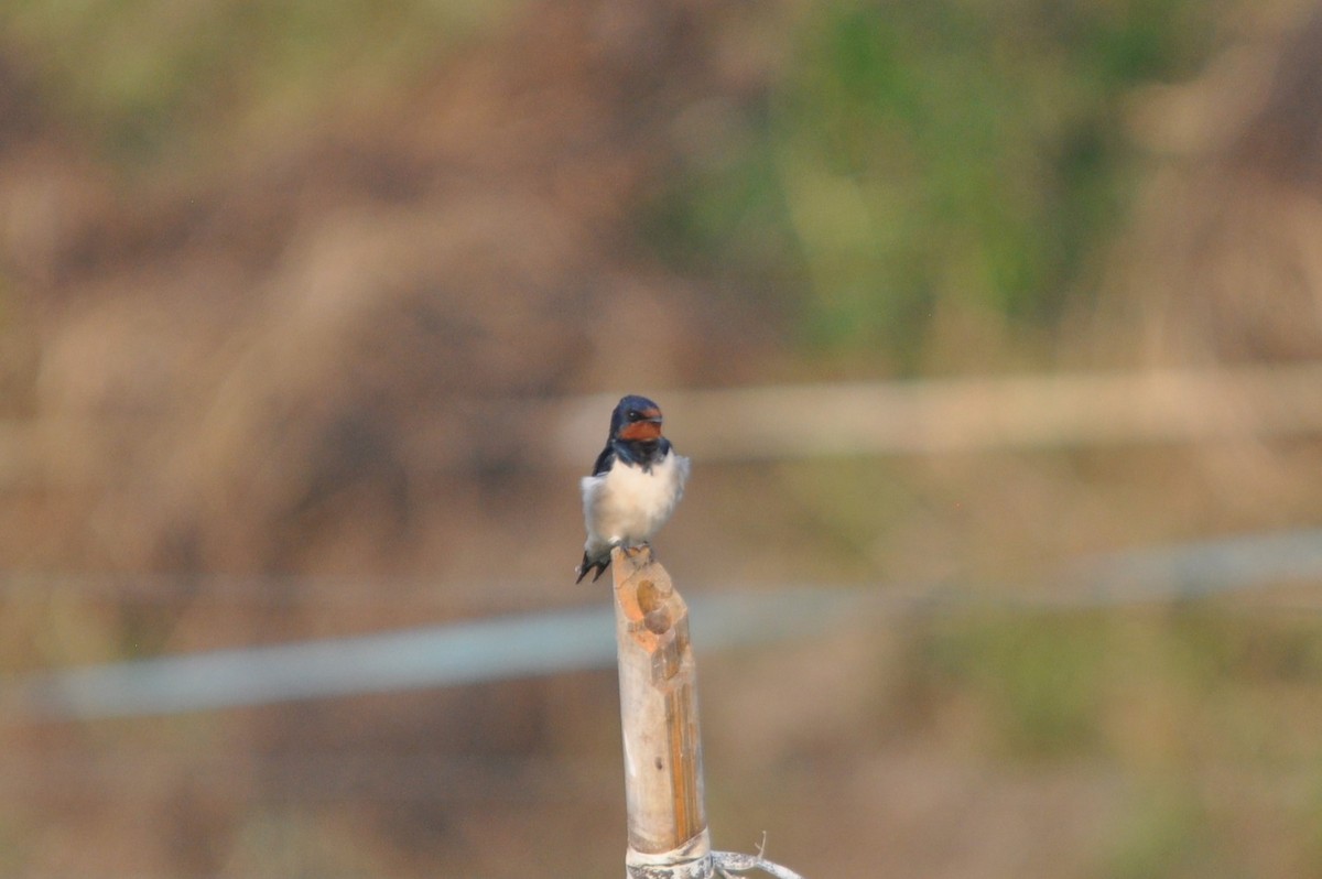 Hirondelle rustique - ML646693429