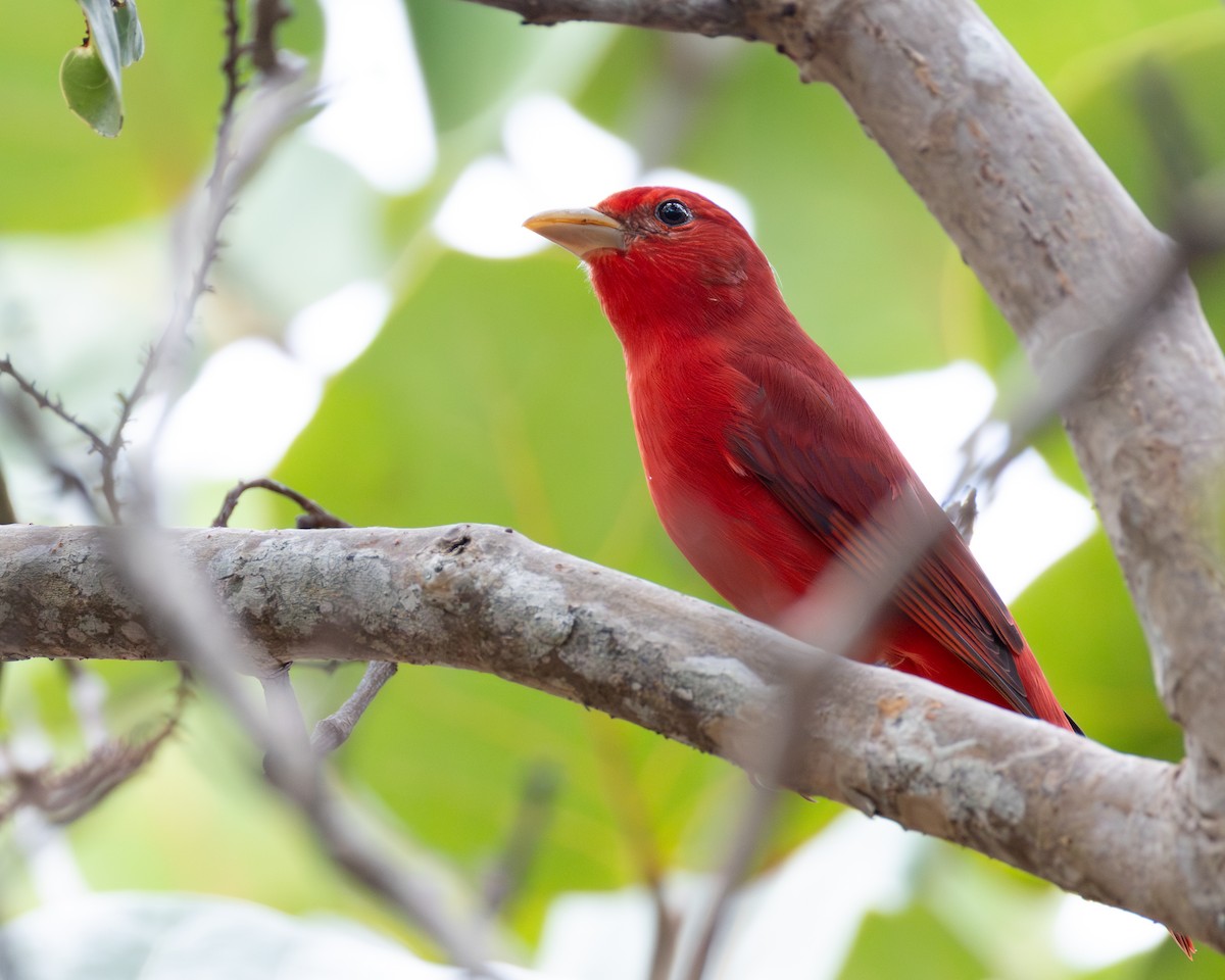 Piranga vermillon - ML646693431