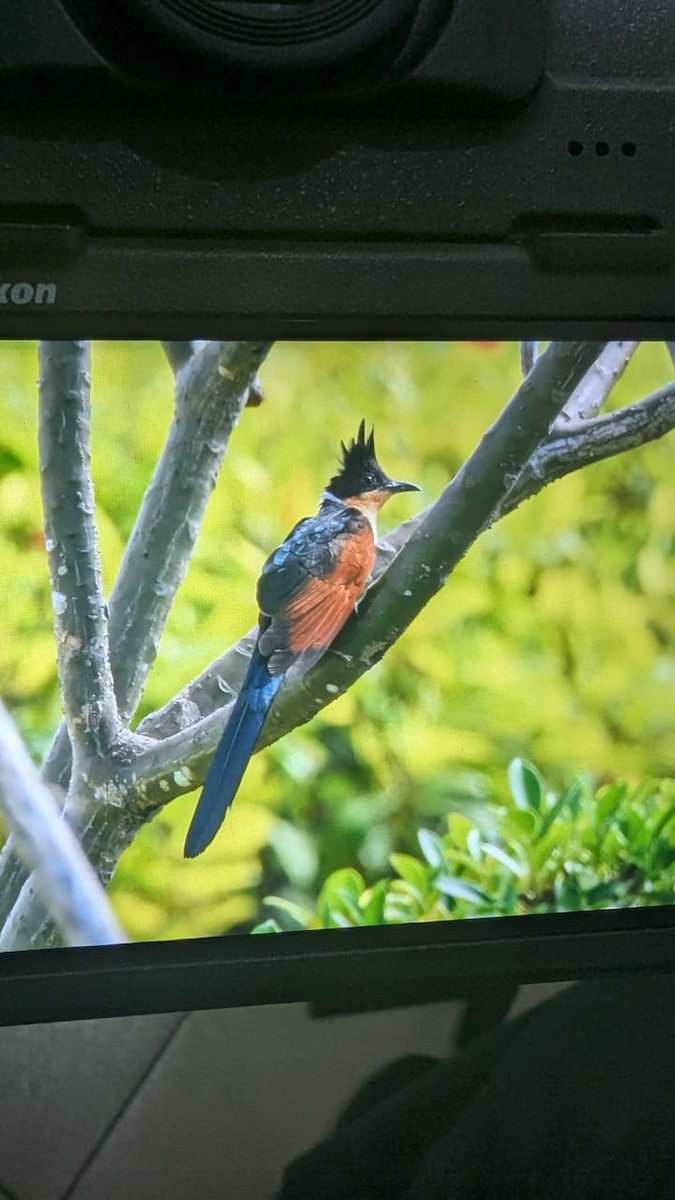 kukačka hnědokřídlá - ML646693434