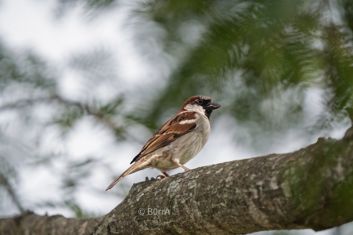 イエスズメ - ML646693435