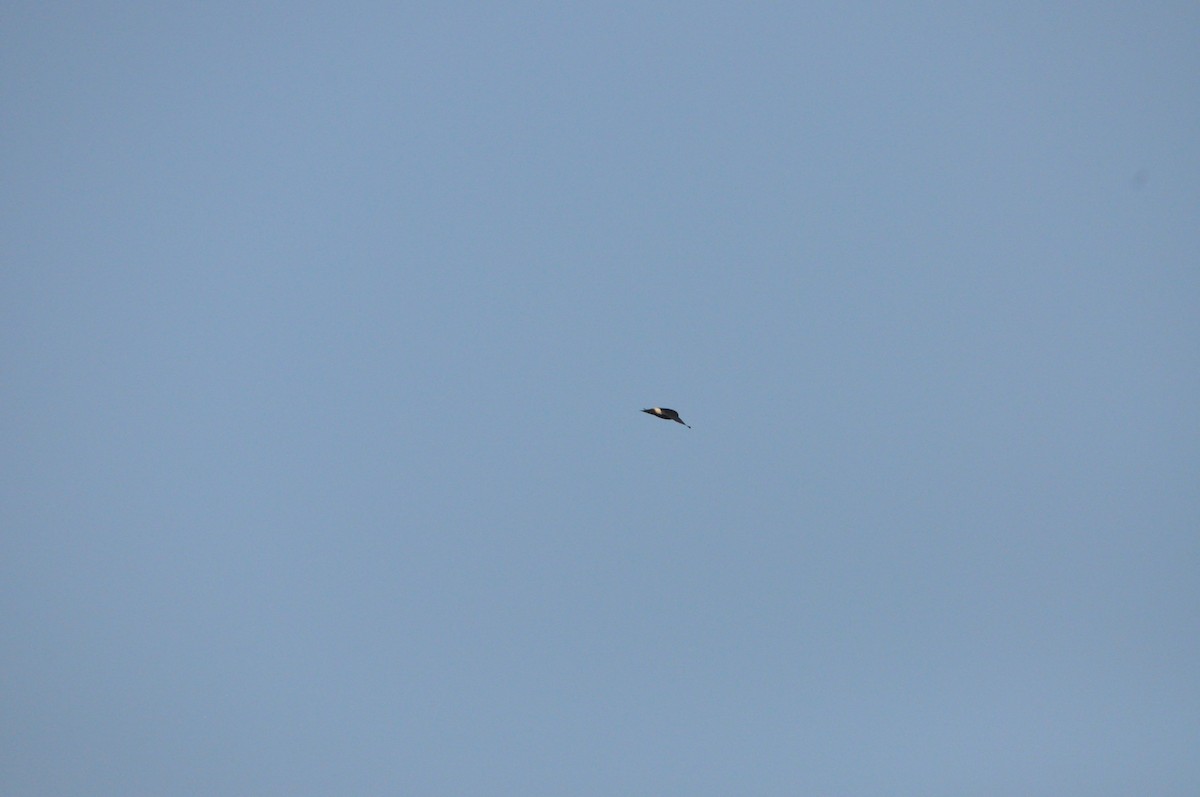 Little Swift - ML646693437