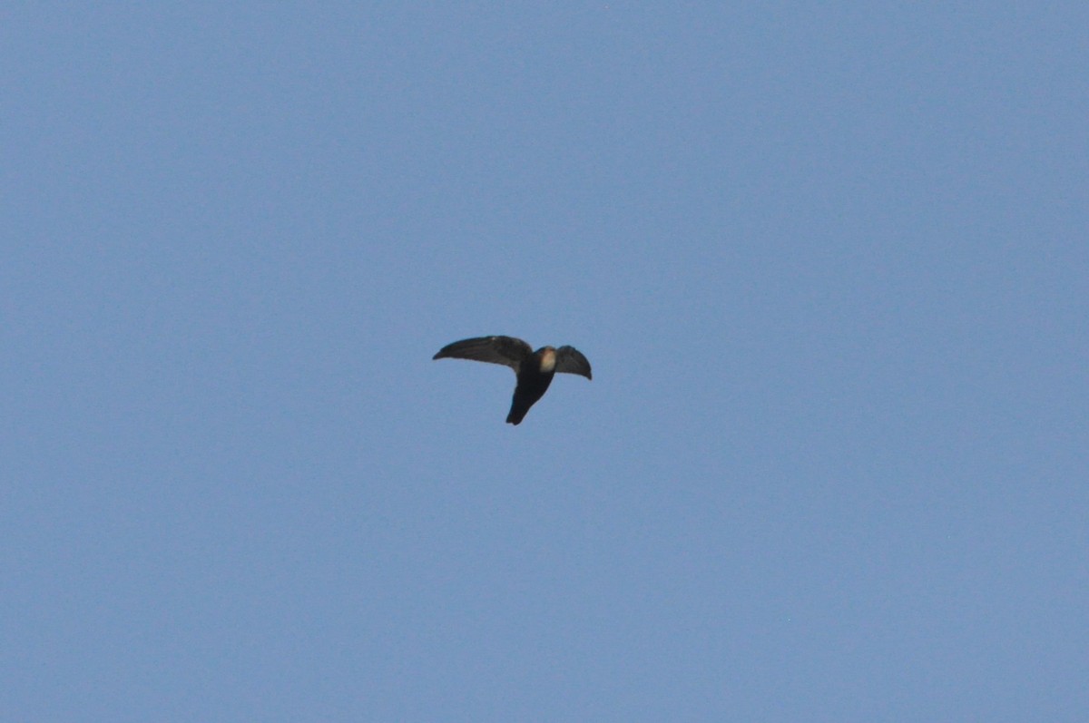 Little Swift - ML646693438