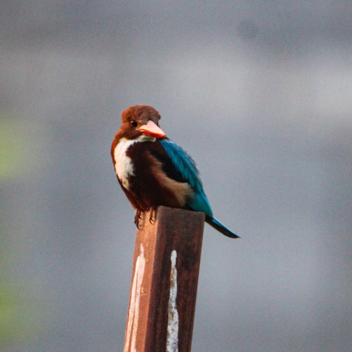 アオショウビン - ML646693439