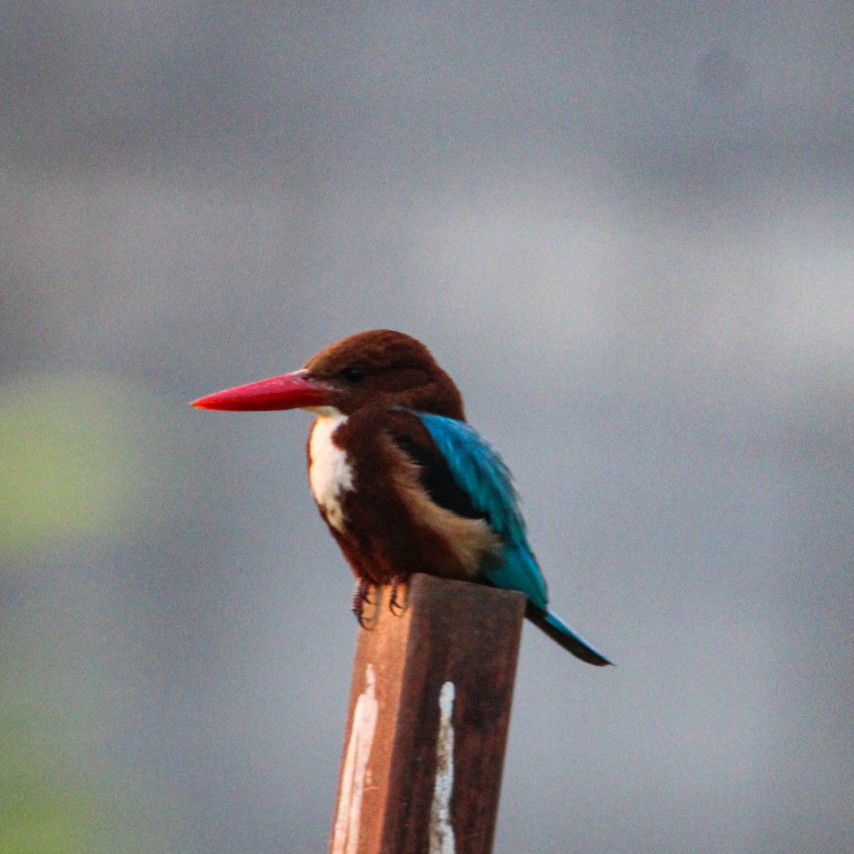 アオショウビン - ML646693440