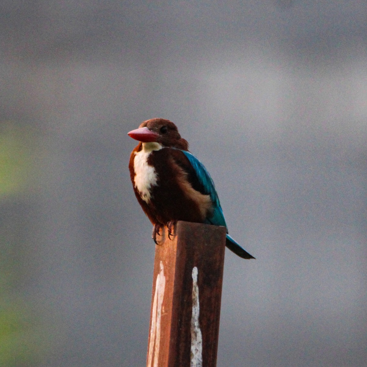 アオショウビン - ML646693441