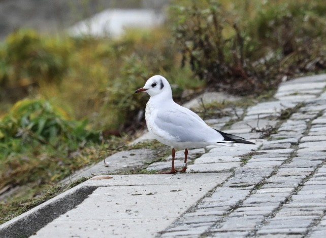 שחף אגמים - ML646693443