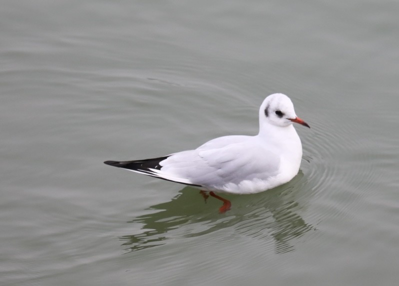 שחף אגמים - ML646693444