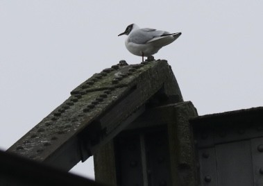 שחף אגמים - ML646693445