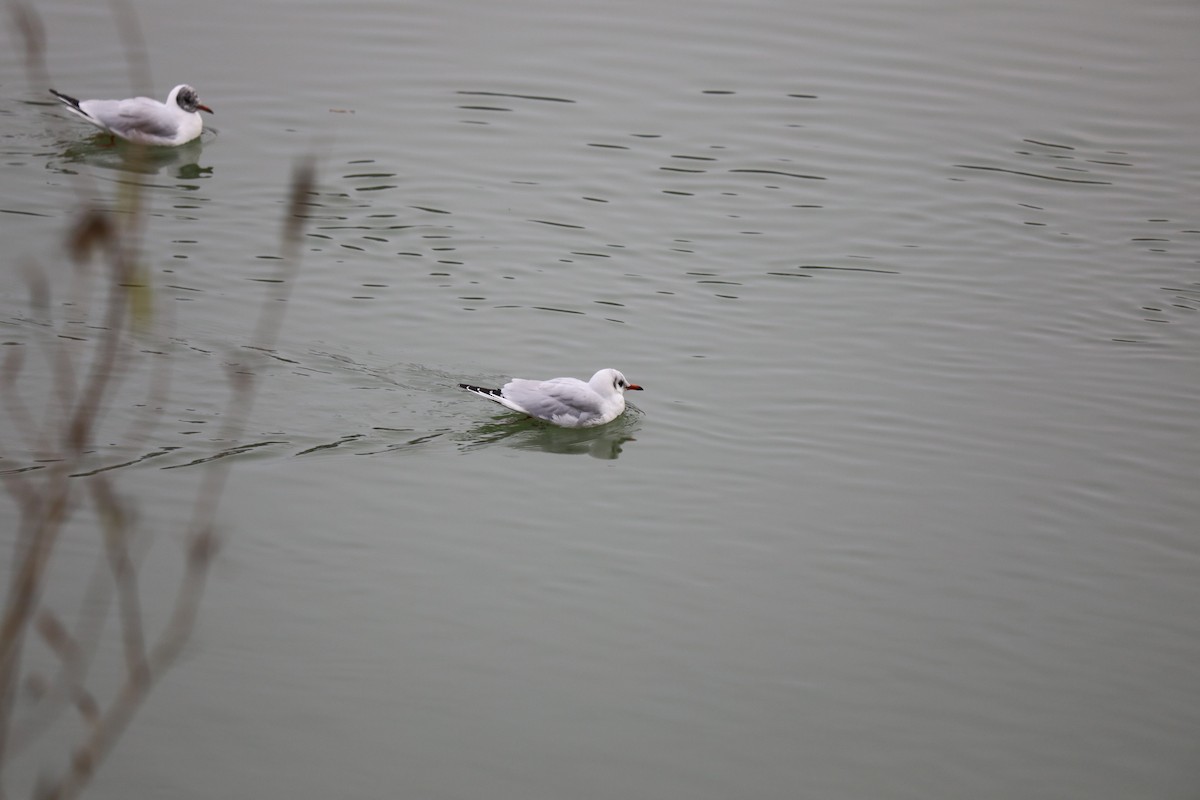 שחף אגמים - ML646693446