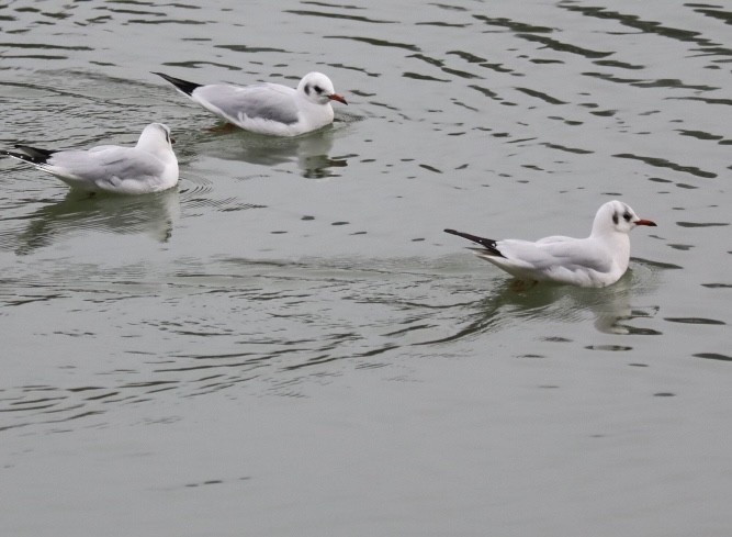 שחף אגמים - ML646693447