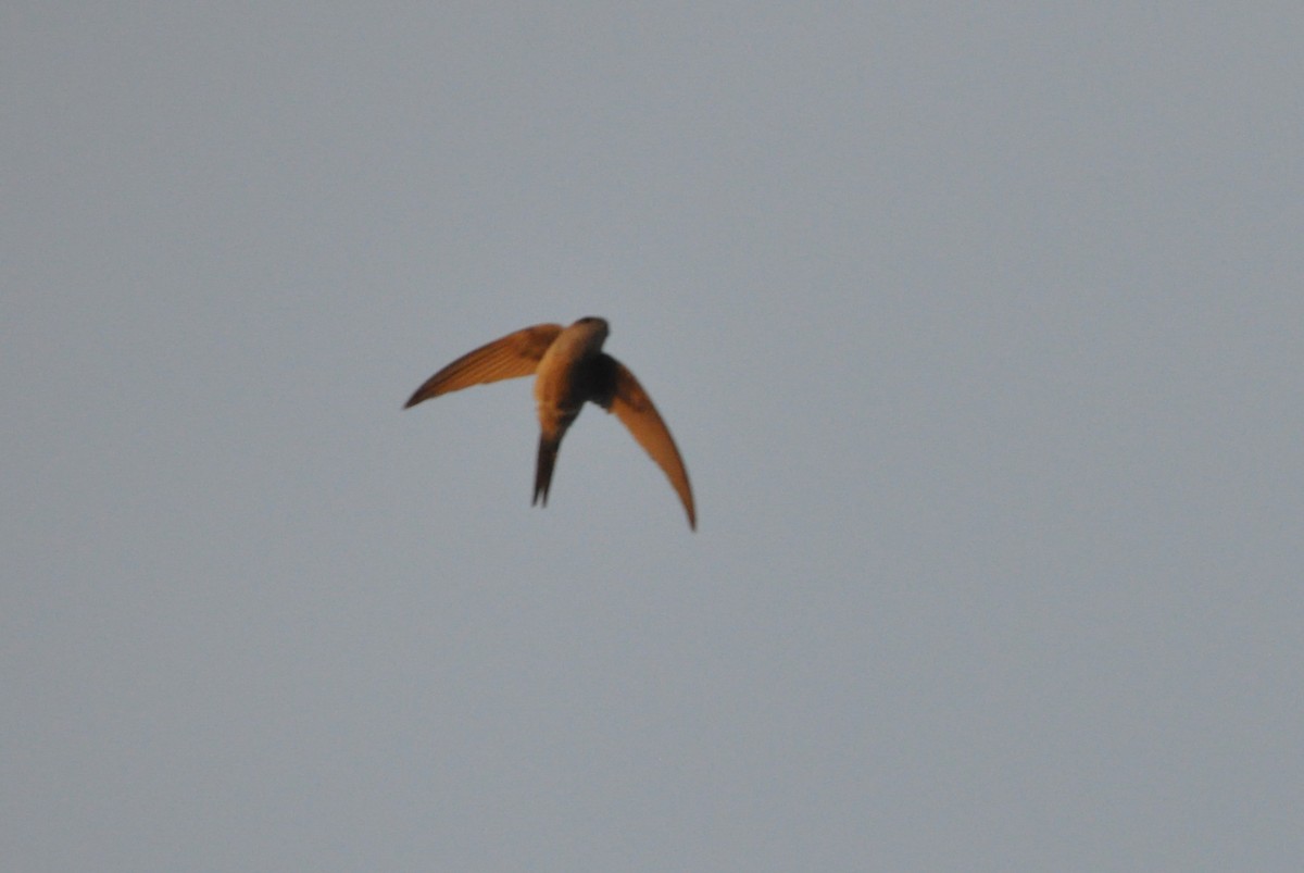 Asian Palm Swift - ML646693450
