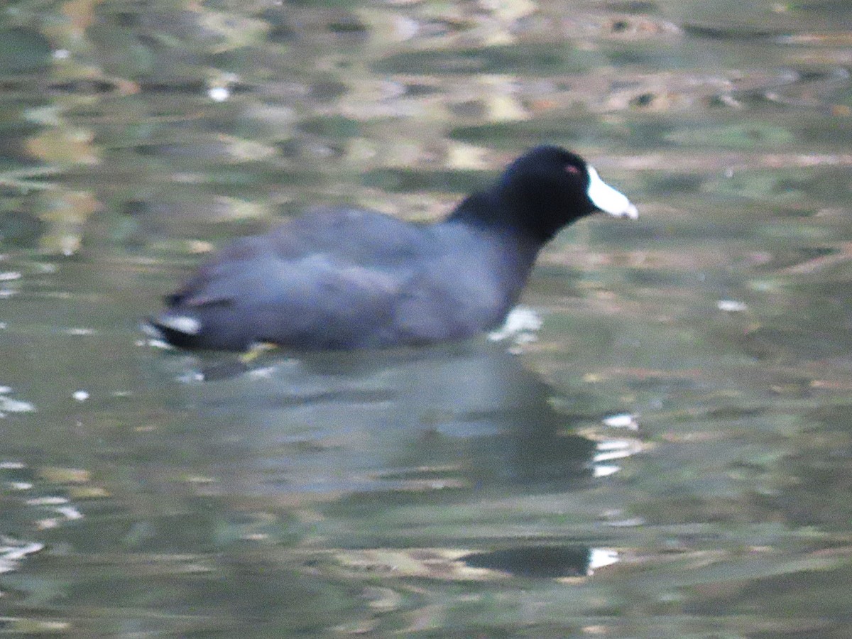American Coot - ML646693452