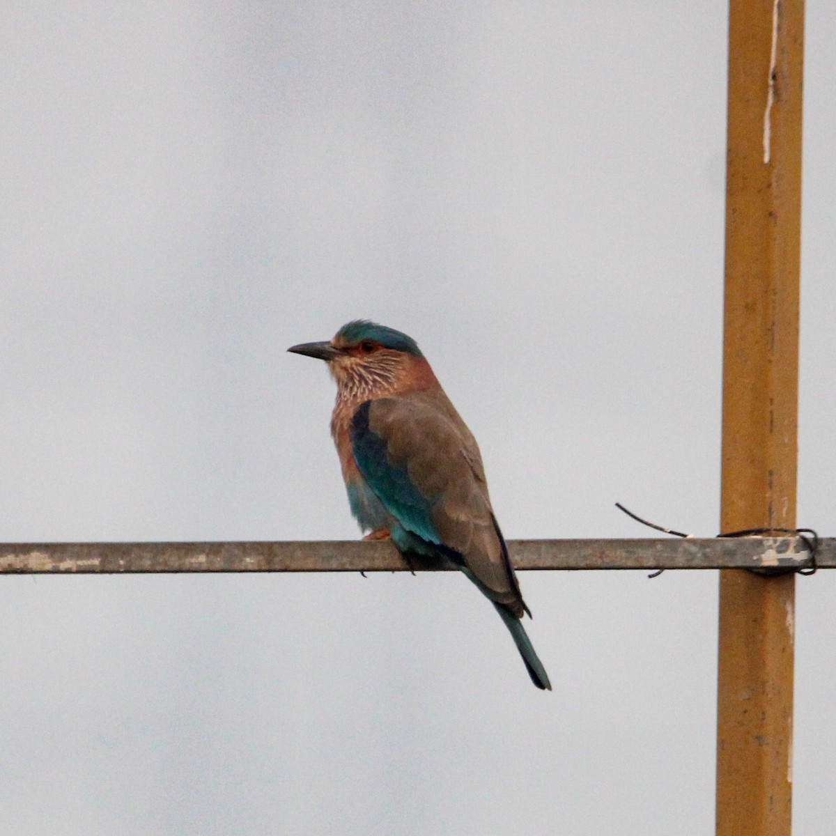 インドブッポウソウ - ML646693453