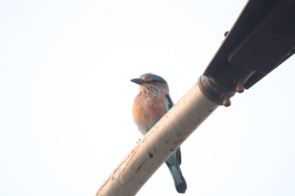 インドブッポウソウ - ML646693454