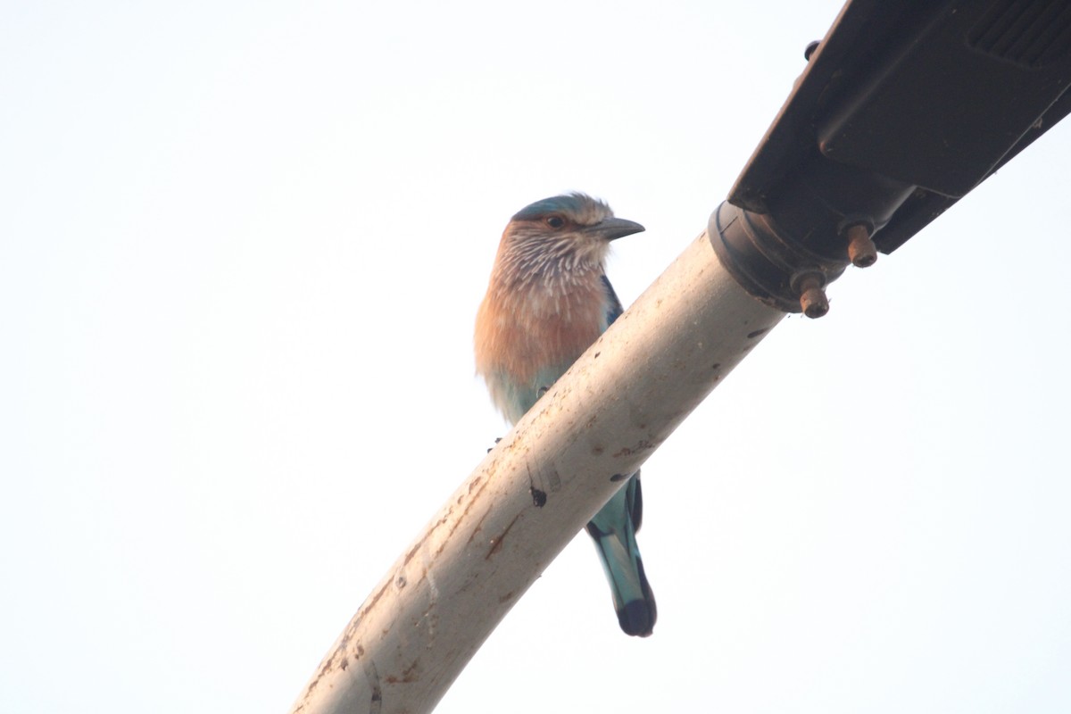 インドブッポウソウ - ML646693455