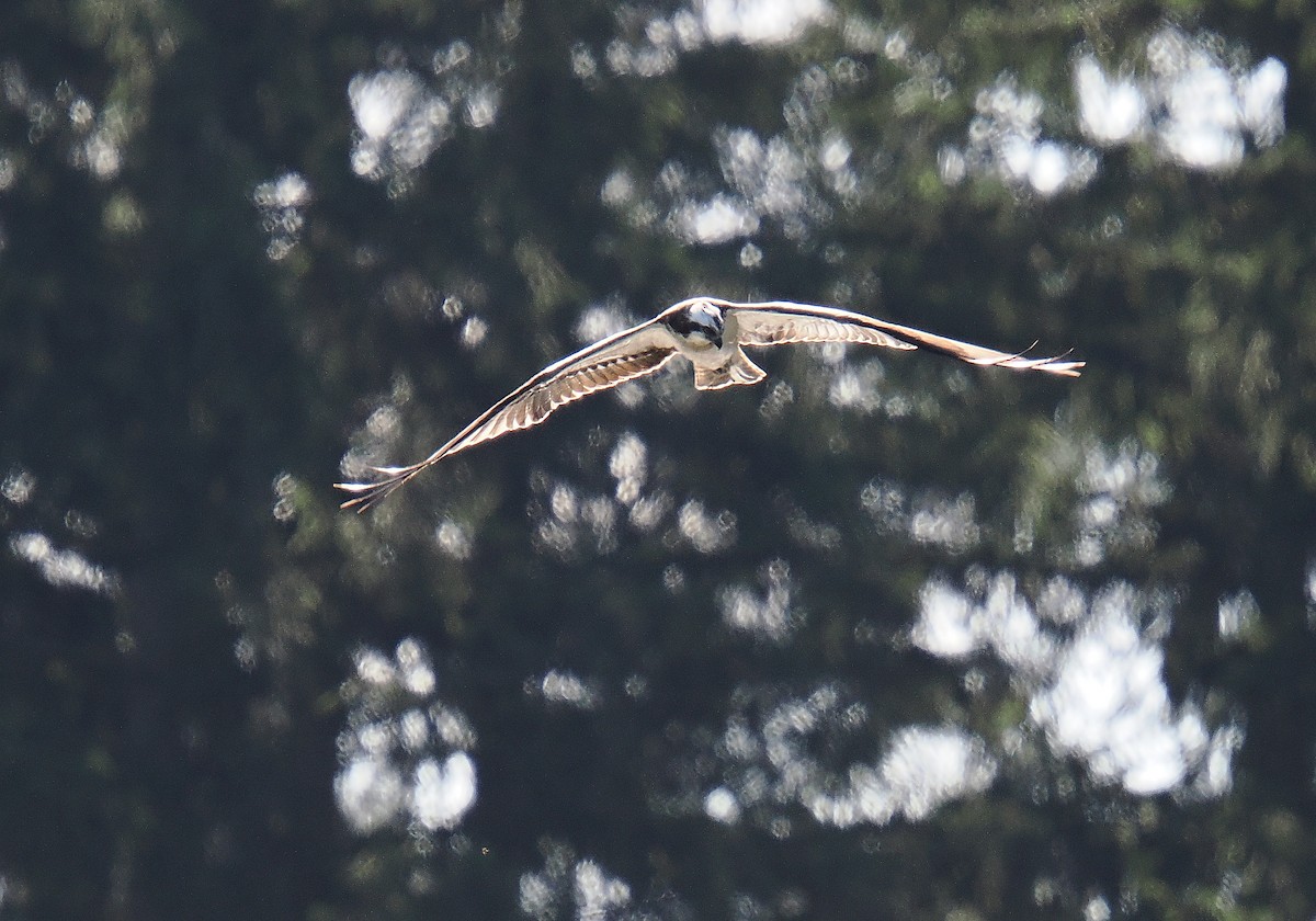 Osprey - ML646693458