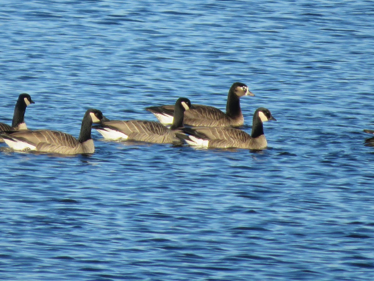 goose sp. - ML646693459
