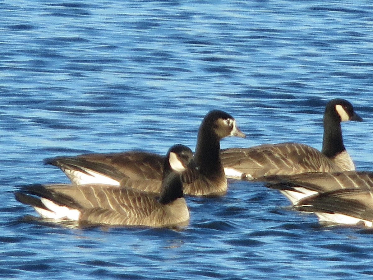 goose sp. - ML646693460
