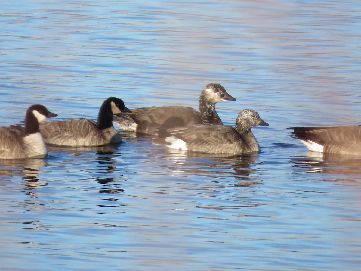 goose sp. - ML646693461