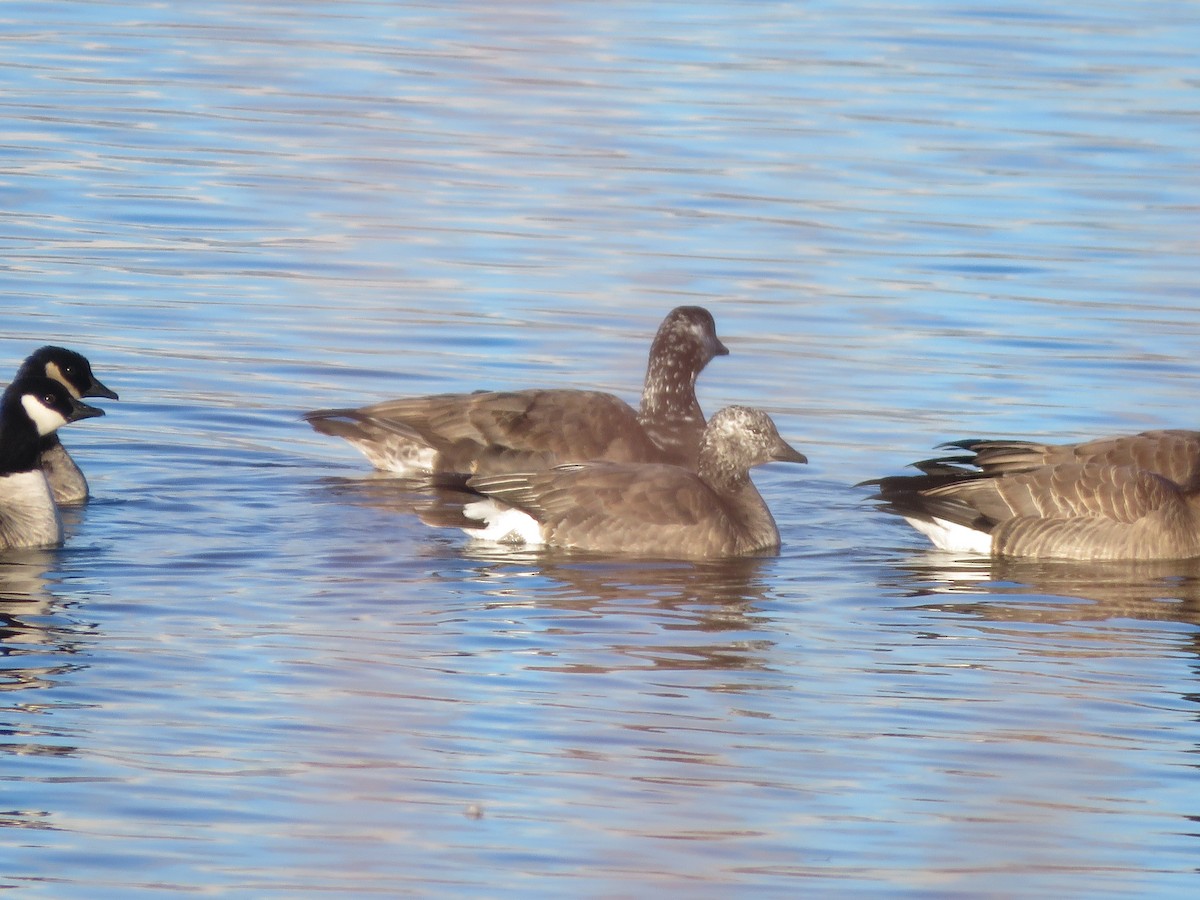 goose sp. - ML646693462