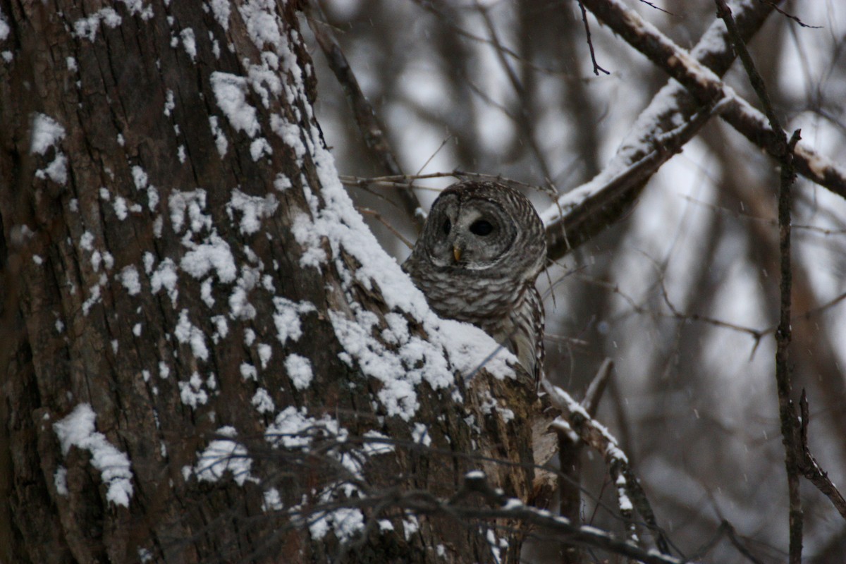 Barred Owl - ML646693464
