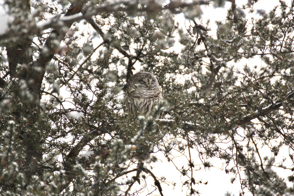 Barred Owl - ML646693465