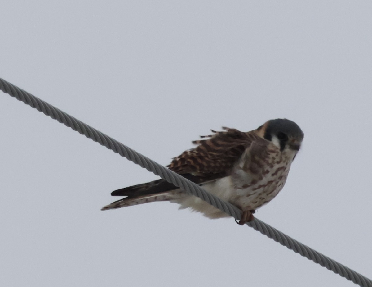 American Kestrel - ML646693466