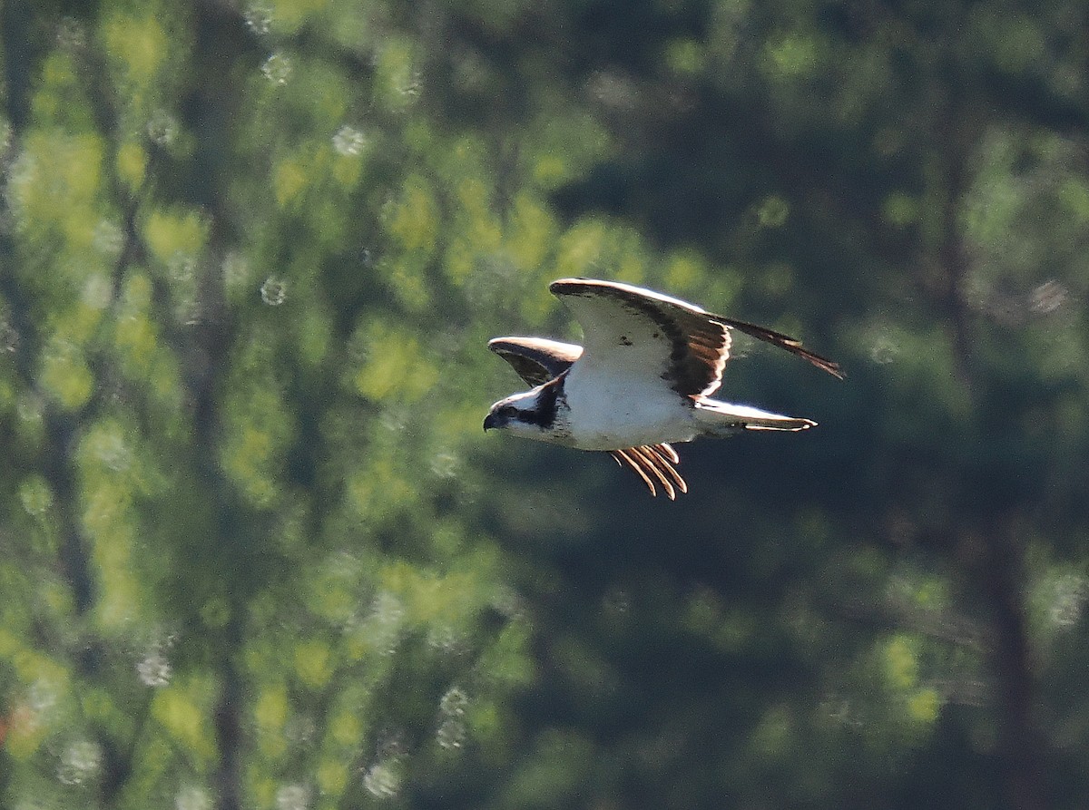 Osprey - ML646693467